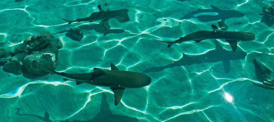 6 facts about shark teeth you probably didn't know - Vandaya